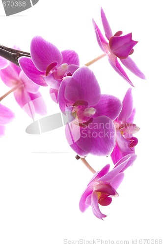 Image of orchid