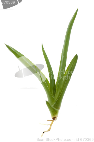 Image of aloe vera