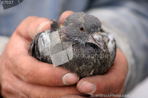 Image of Bird in Hand