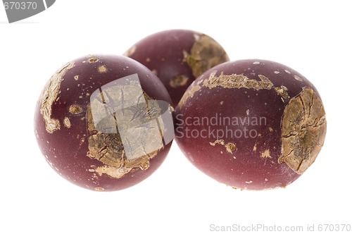 Image of Prickly pear cactus ( Opuntia ficus-indica ) with red fruits