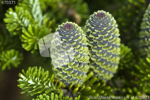 Image of pine branch with cone