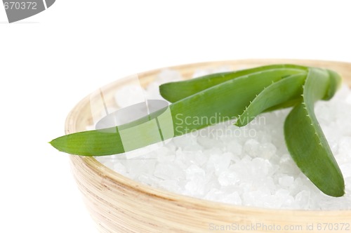 Image of aloe vera