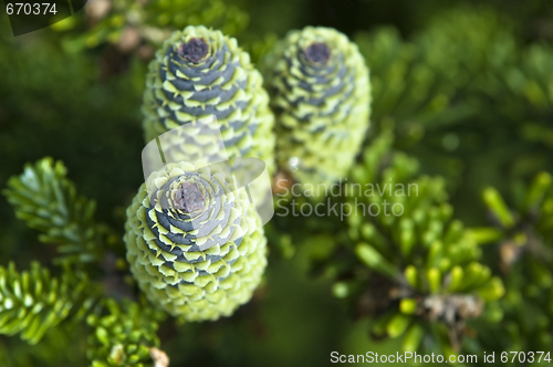 Image of pine branch with cone