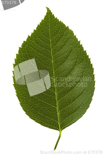 Image of rose leaf