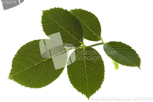 Image of rose leaf