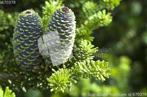 Image of pine branch with cone