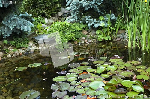 Image of peaceful garden. nenuphar