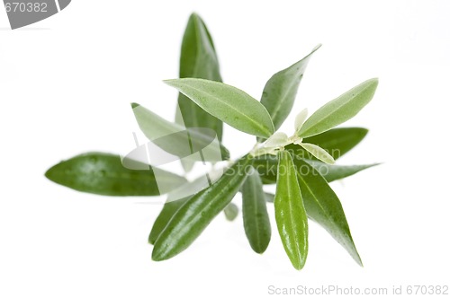 Image of olive branch