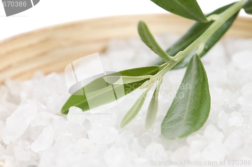 Image of fresh olive branch and bath salt isolated on the white backgroun