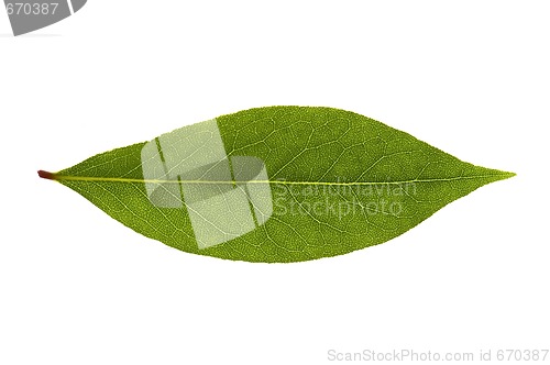 Image of bay leaves. fresh herbs