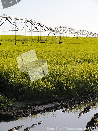 Image of Irrigated Canola Field