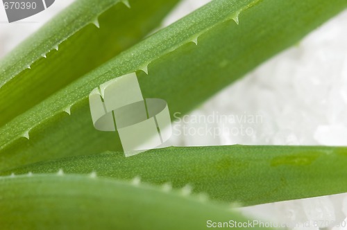 Image of aloe vera