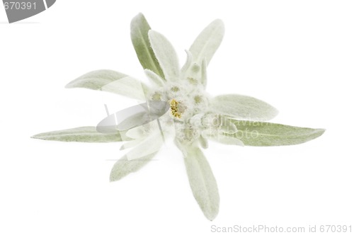 Image of edelweiss