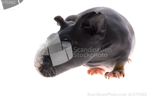 Image of skinny guinea pig on white background