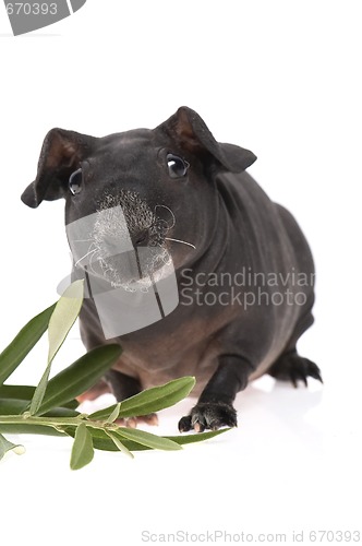 Image of skinny guinea pig and olive branch on white background