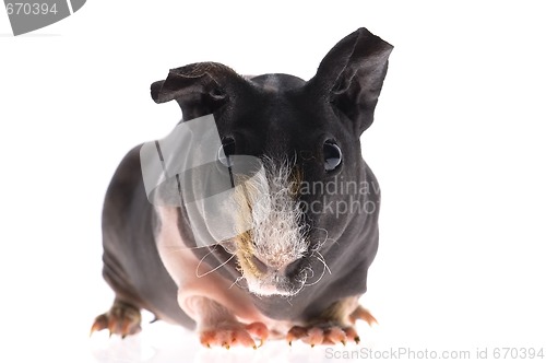 Image of skinny guinea pig on white background