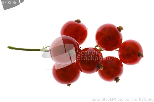 Image of red currant