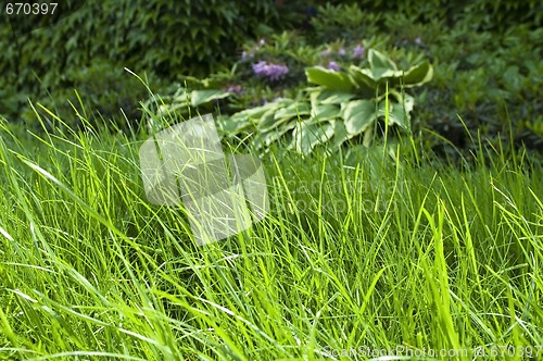 Image of peaceful garden