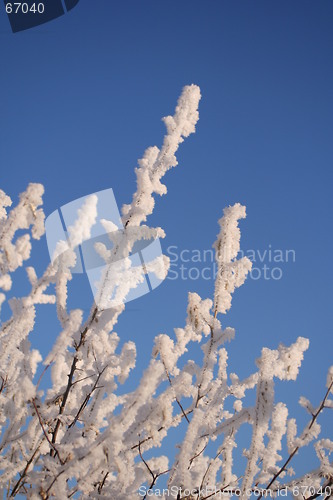 Image of Frosted Branches