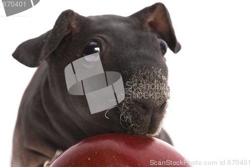 Image of skinny guinea pig and red apple h on white background