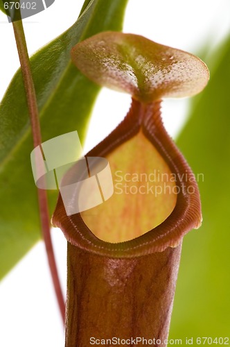 Image of Leaves of carnivorous plant - Nepenthes