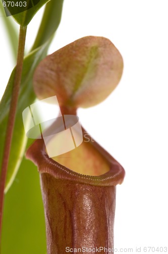 Image of Leaves of carnivorous plant - Nepenthes