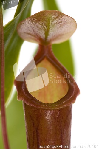 Image of Leaves of carnivorous plant - Nepenthes