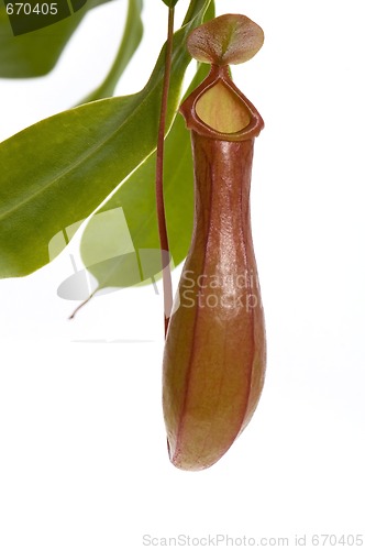 Image of Leaves of carnivorous plant - Nepenthes