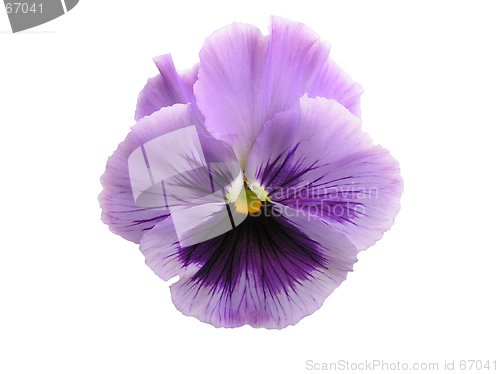 Image of Isolated Lavender Pansy