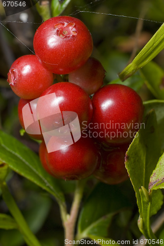 Image of Cowberry