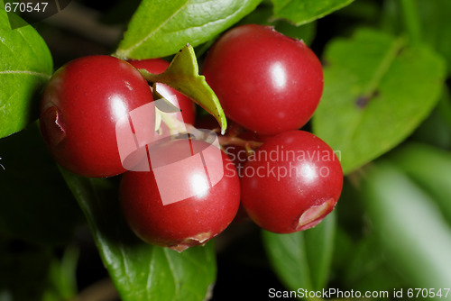 Image of Cowberry