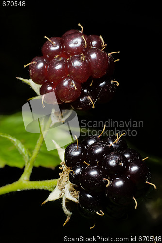 Image of Blackberry