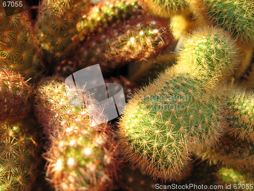 Image of Cactus 2