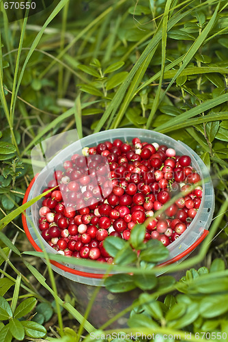 Image of Berries