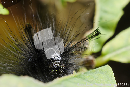 Image of Caterpillar