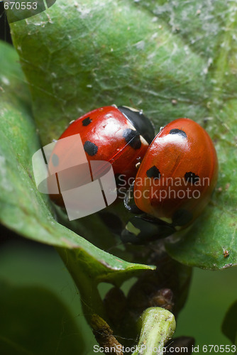 Image of Ladybirds