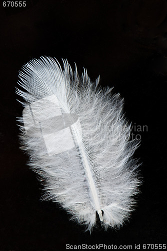 Image of Feather