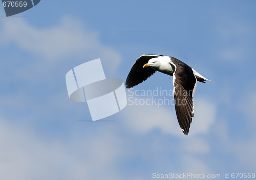 Image of Gull