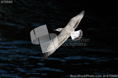 Image of Gull