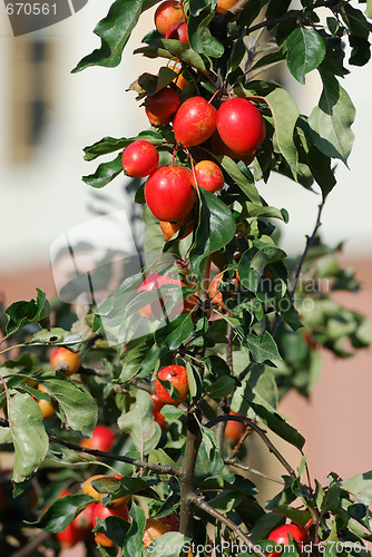 Image of Apples
