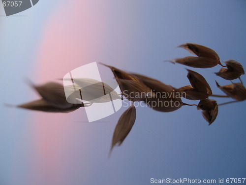 Image of Straw