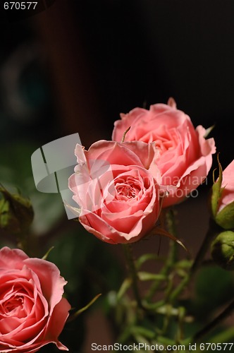 Image of Roses