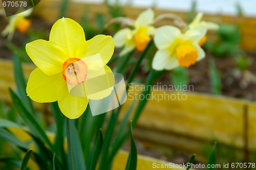 Image of Flower