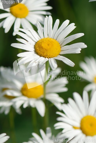 Image of Camomile