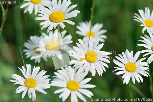 Image of Camomile