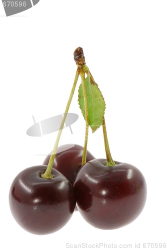 Image of Cherry