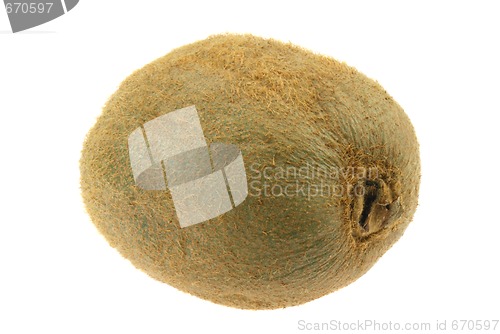 Image of Kiwi