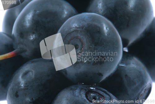 Image of Berry