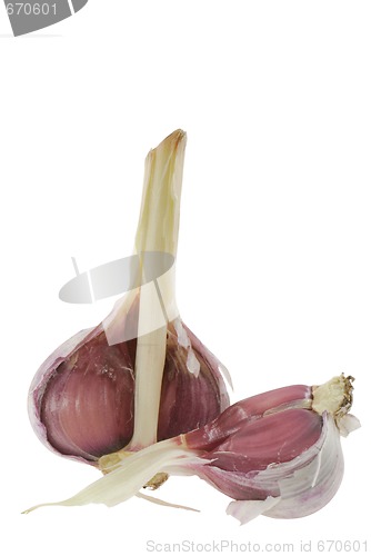 Image of Garlic