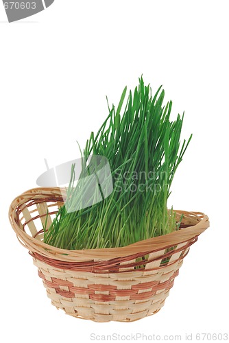 Image of Grass